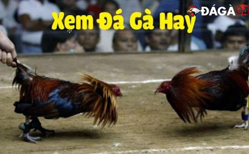 Bạn thoải mái theo dõi đá gà trực tiếp mỗi ngày trên Dagac4