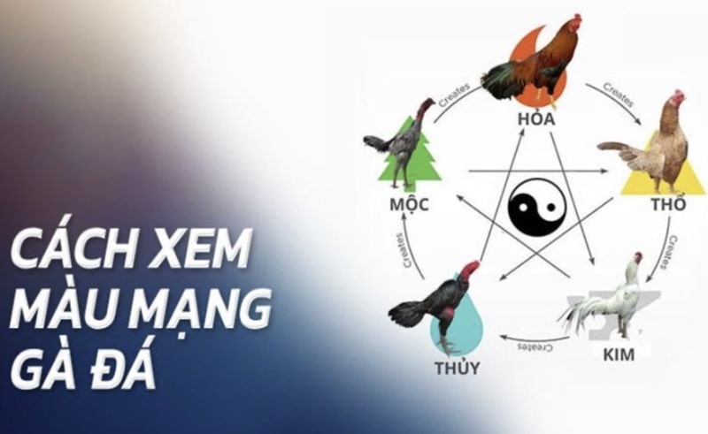 Tham khảo cách xem 80 màu mạng gà đá